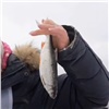 Улов победителя соревнований по подлёдной рыбалке в Красноярске превысил 4 кг (видео)