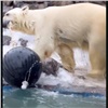В красноярском «Роевом ручье» белые медведи открыли купальный сезон (видео)