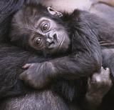 Определение численности горилл