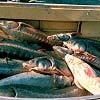 827 кг рыбы изъято у браконьеров в Красноярском крае за два месяца