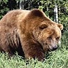 Из-за нашествия медведей енисейские спасатели переходят в режим повышенной готовности