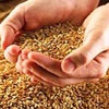 Зерно сельхозпроизводителей Красноярского края уже пользуется повышенным спросом
