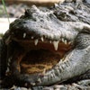 Выставку «Зоомир. Домашние животные» в Красноярске откроет дрессированный крокодил
