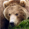 На «Столбах» активизировались медведи
