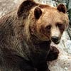 В Красноярском крае вновь активизировались медведи
