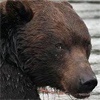 В Красноярском крае медведь задрал охотника в день его рождения
