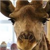 В красноярском «Роевом ручье» умер третий жираф
