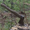 Сотрудницу управляющей компании Красноярска обвинили в незаконной рубке деревьев