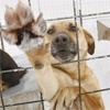 Отлов бродячих собак в Красноярске приостановили из-за недостатка финансирования