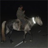 Фермеров Хакасии призвали купить лошадям светоотражающие хомуты