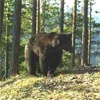 В красноярском заповеднике пересчитают медведей