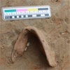 На раскопках у четвертого моста в Красноярске нашли древнюю челюсть