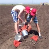 Красноярские подростки посадили картошку для ветеранов