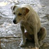 Участники торгов на право отлова бродячих собак в Красноярске сбавили цену почти в пять раз