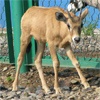 В красноярском зоопарке родились детеныши у антилоп гну и ориксов