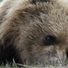 Около красноярского «Роева Ручья» застрелили медведя