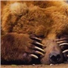 В Красноярском крае пересчитали медведей