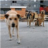 В Красноярске отловят еще 1040 бродячих собак