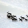 В Эвенкии продолжат изучать миграцию северных оленей
