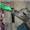 В красноярском зоопарке впервые родился жираф (видео)