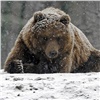 В Ермаковском застрелили вышедшего к людям медведя