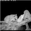 Котенку снежного барса из Саяно-Шушенского заповедника выбрали имя в Австралии