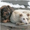 В Красноярске объявлен заказ на отлов 3000 собак