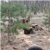 В Березовой роще Красноярска вырубают опасные деревья