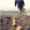 Красноярцев призвали не торопиться с посадкой картошки
