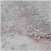 В горах Хакасии нашли красный снег