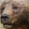 В Красноярском крае цирковой медведь ранил дразнившего его посетителя