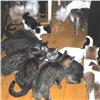 В Красноярске нашли квартиру с 50 кошками (видео)