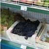 Красноярцы снова пожаловались на крысу в супермаркете на Пашенном
