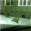 Жители красноярского Академгородка снова встретили у дома лису