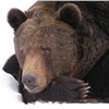 Туристы рискуют разбудить медведей на красноярских «Столбах»