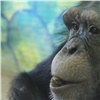 Шимпанзе из «Роева ручья» получили подарки из Москвы