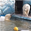 В красноярском зоопарке белые медведи открыли купальный сезон