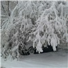 Майский снегопад в Красноярске повалил деревья и оборвал провода