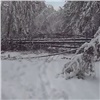Непогода спровоцировала массовый «снеголом» в красноярском заповеднике (видео)