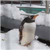 Пингвины в красноярском зоопарке порадовались выпавшему в мае снегу (видео)