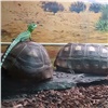 Ящерицы из «Роева ручья» спасают черепах от тараканов