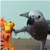 В красноярском зоопарке выбирают имя для попугая — «каратиста» (видео)