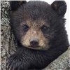 На окраине Красноярска медвежонок вышел к людям и залез на дерево (видео)
