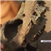 Дети нашли череп древнего шерстистого носорога в Красноярском крае (видео)