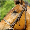 Владелицу конного клуба в Зеленогорске будут судить за смерть дочери