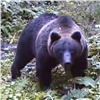 На «Столбах» вводят ограничения из-за медведей (видео)
