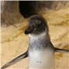Юного очкового пингвина в красноярском зоопарке познакомили со стаей