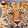 В Боготоле на женщину напал леопард (видео)