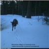 Из-за снежной зимы лисы на «Столбах» стали охотиться на оленей