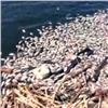 «Приехали на озеро и пришли в ужас»: под Красноярском массово гибнет рыба (видео)